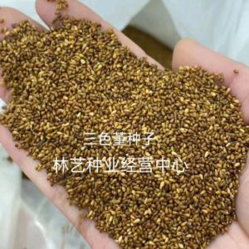 三色堇种子四季易种阳台花卉植物盆栽耐寒蝴蝶花种籽简单易种