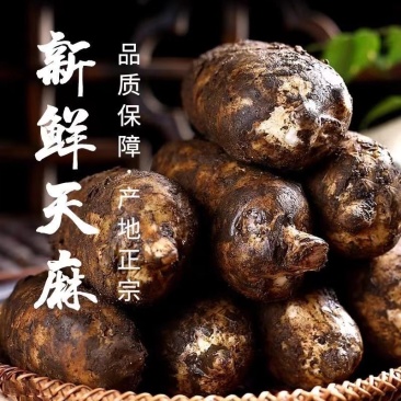 贵州大山野生林下天麻量大从优现挖现发保质保量全国发货