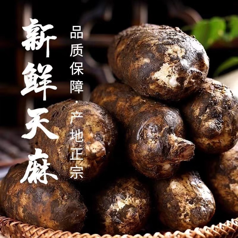 贵州大山野生林下天麻量大从优现挖现发保质保量全国发货