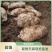贵州大山野生林下天麻量大从优现挖现发保质保量全国发货