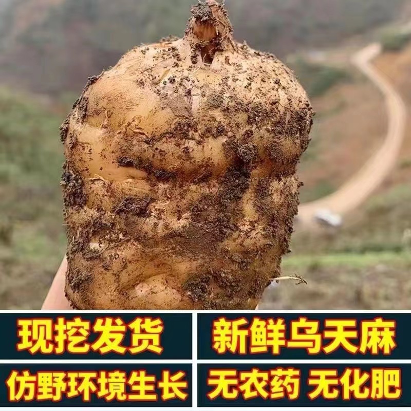贵州大山野生林下天麻量大从优现挖现发保质保量全国发货