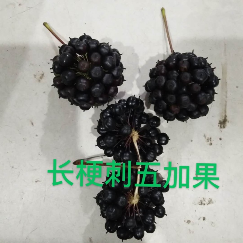 刺五加种子产地直发量大从优诚信经营一手货源欢迎电联