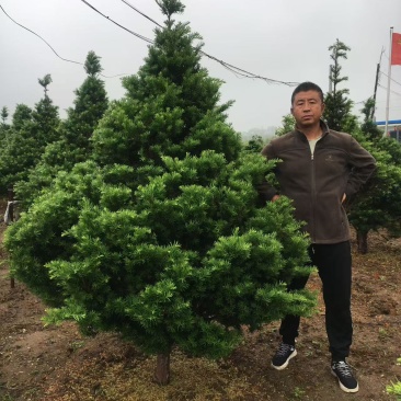 红豆杉苗（紫杉苗）产地直发量大从优诚信经营一手货源欢迎电联