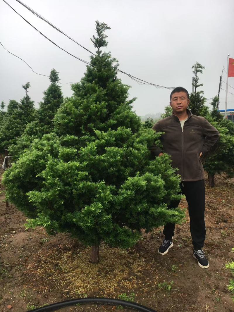 红豆杉苗（紫杉苗）产地直发量大从优诚信经营一手货源欢迎电联