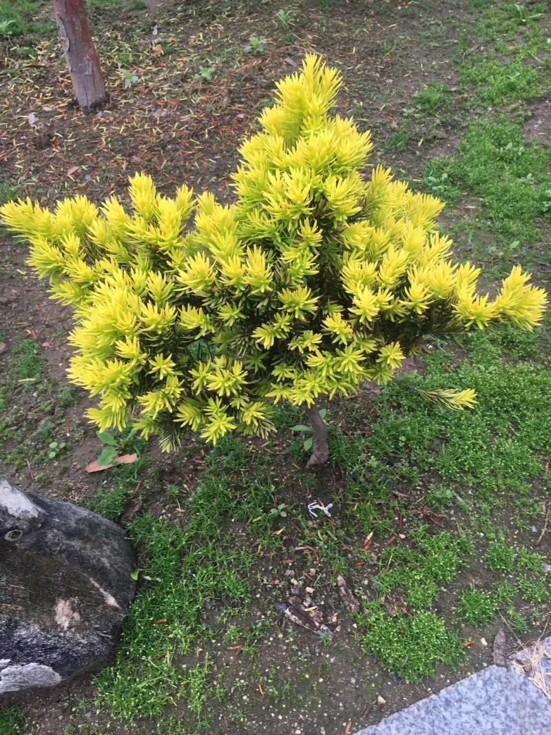 红豆杉苗（紫杉苗）产地直发量大从优诚信经营一手货源欢迎电联