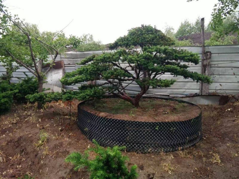 红豆杉苗（紫杉苗）产地直发量大从优诚信经营一手货源欢迎电联