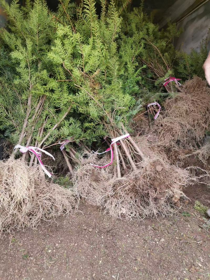 红豆杉苗（紫杉苗）产地直发量大从优诚信经营一手货源欢迎电联