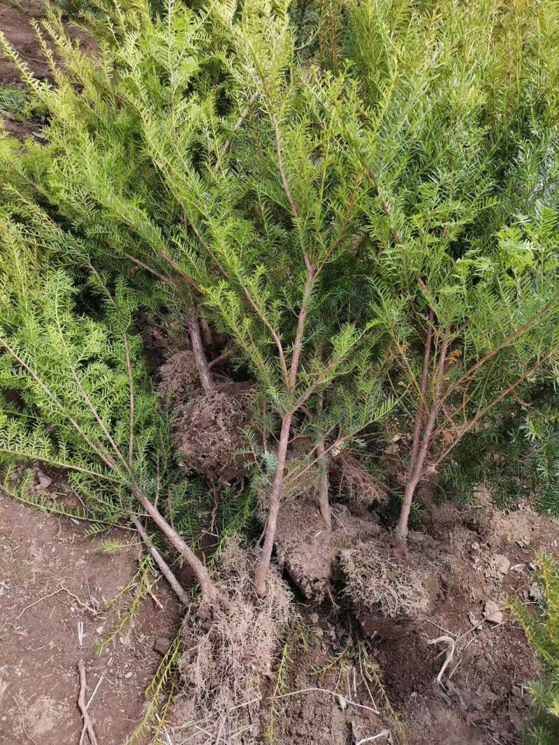 红豆杉苗（紫杉苗）产地直发量大从优诚信经营一手货源欢迎电联