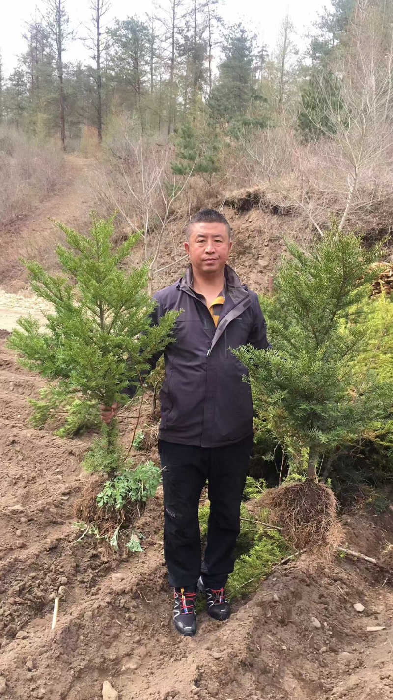 红豆杉苗（紫杉苗）产地直发量大从优诚信经营一手货源欢迎电联
