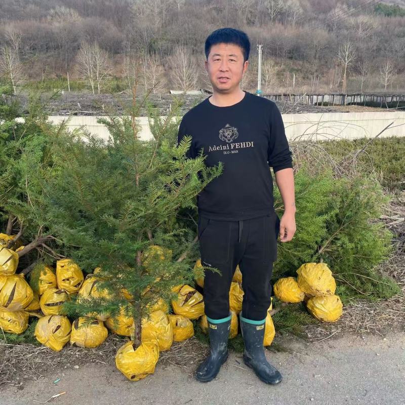红豆杉苗（紫杉苗）产地直发量大从优诚信经营一手货源欢迎电联