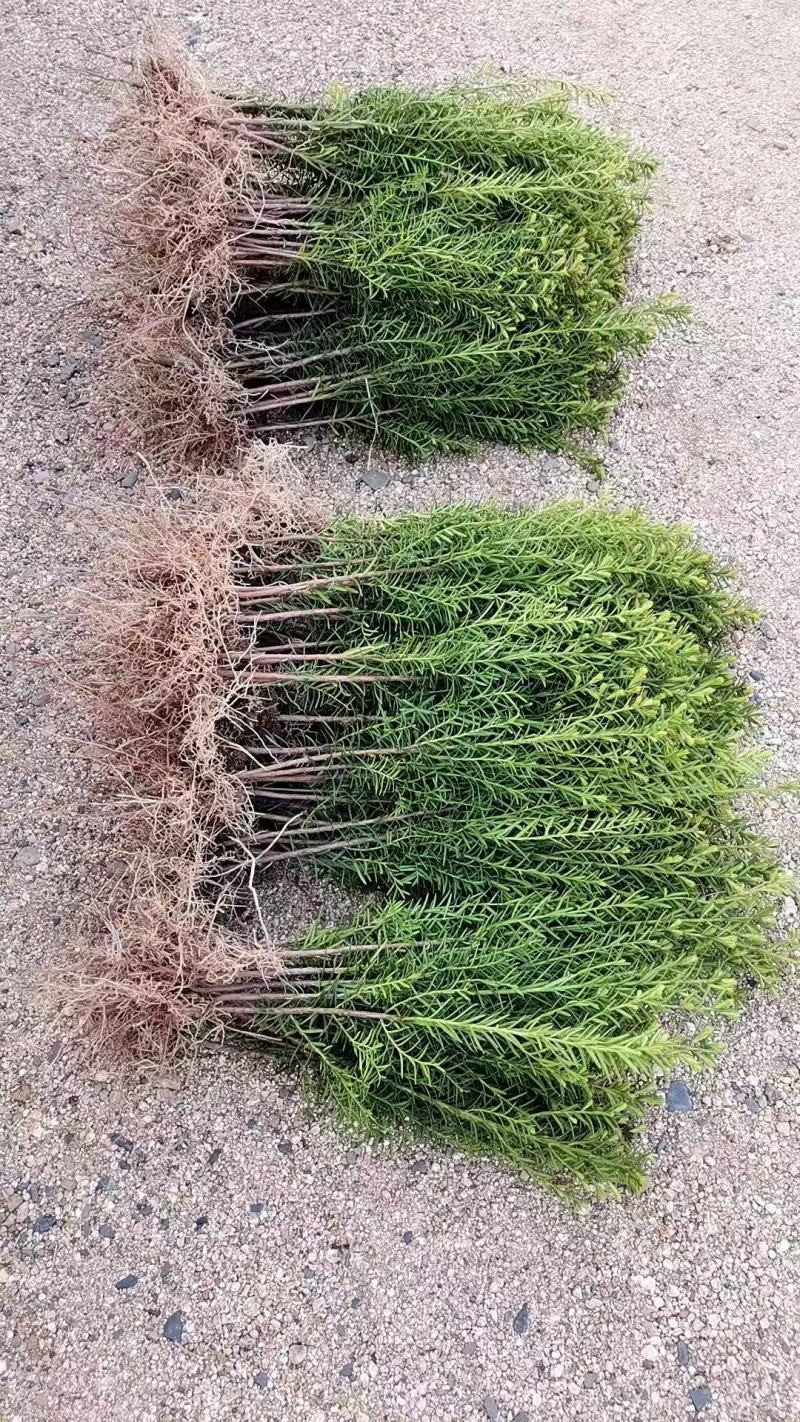 红豆杉苗（紫杉苗）产地直发量大从优诚信经营一手货源欢迎电联