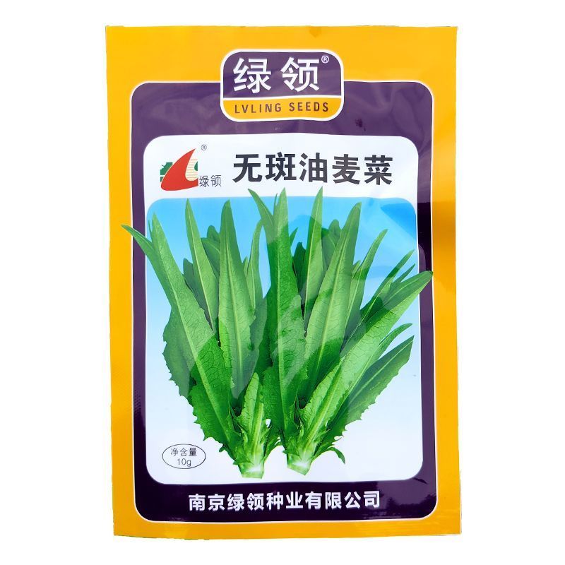 无斑油麦菜种子叶片直立耐抽苔香味浓郁