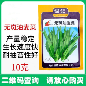 无斑油麦菜种子叶片直立耐抽苔香味浓郁