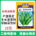 无斑油麦菜种子叶片直立耐抽苔香味浓郁