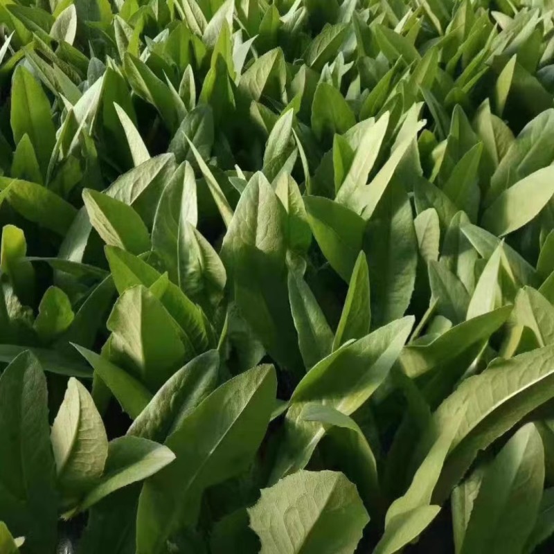 无斑油麦菜种子叶片直立耐抽苔香味浓郁