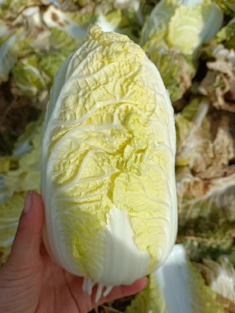 黄心娃娃菜种子春秋类型娃娃菜外叶绿色内叶鲜黄