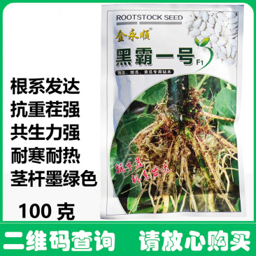 黑霸一号砧木种子白籽黑茎南瓜种子黑腿黄瓜甜瓜西瓜嫁接