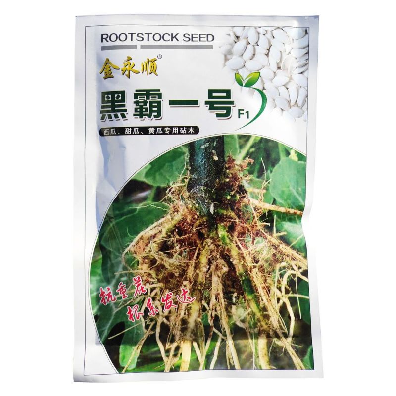 黑霸一号砧木种子白籽黑茎南瓜种子黑腿黄瓜甜瓜西瓜嫁接