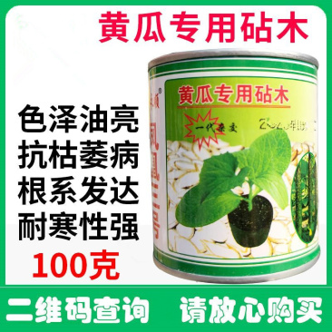 凤凰三号黄瓜专用砧木种子油亮去蜡粉耐低温黄籽粒南瓜籽