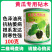 凤凰三号黄瓜专用砧木种子油亮去蜡粉耐低温黄籽粒南瓜籽