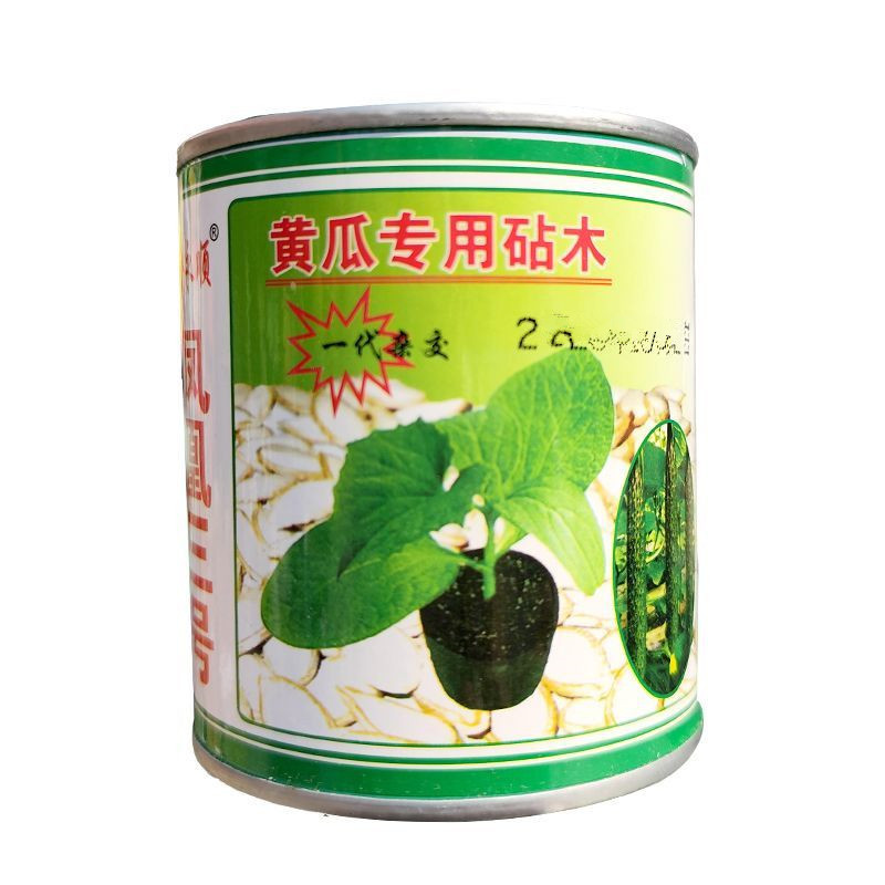 凤凰三号黄瓜专用砧木种子油亮去蜡粉耐低温黄籽粒南瓜籽