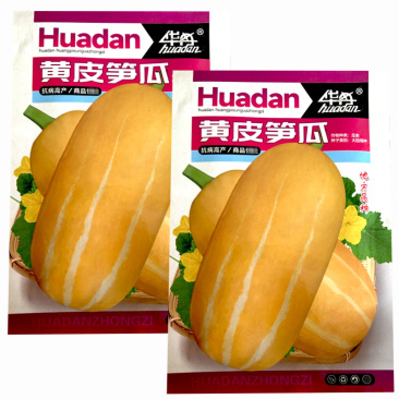 黄皮大笋瓜菊瓜葡瓜种子条纹南瓜白玉瓜角瓜种籽蔬菜种孑