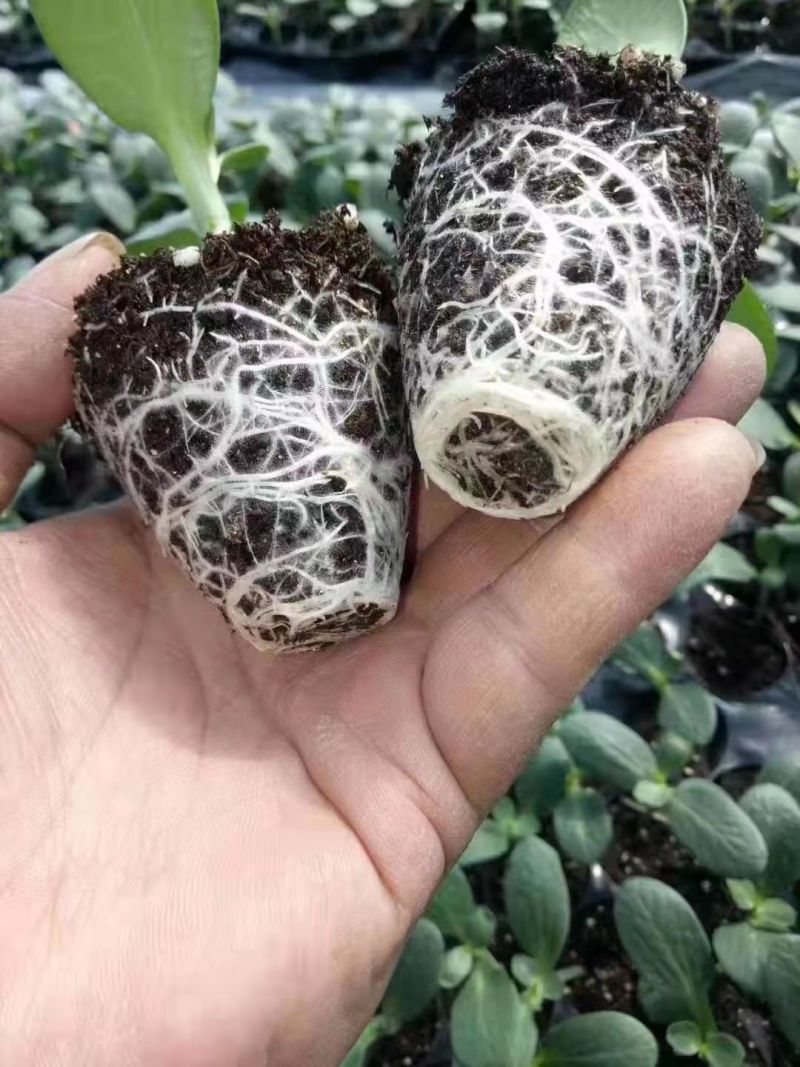 嫁接用白籽南瓜砧木种子嫁接甜瓜黄瓜西瓜钻木种子成活率高
