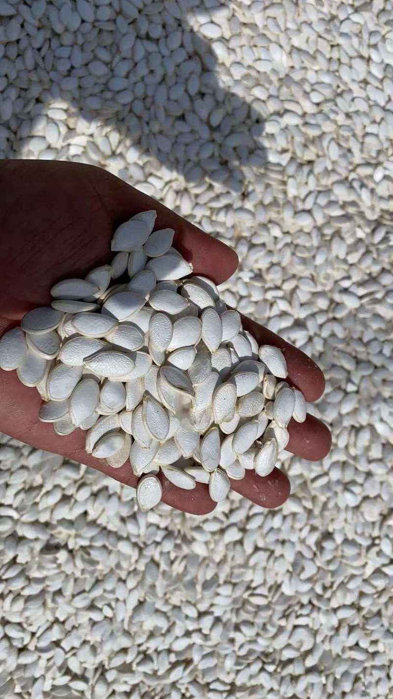 嫁接用白籽南瓜砧木种子嫁接甜瓜黄瓜西瓜钻木种子成活率高