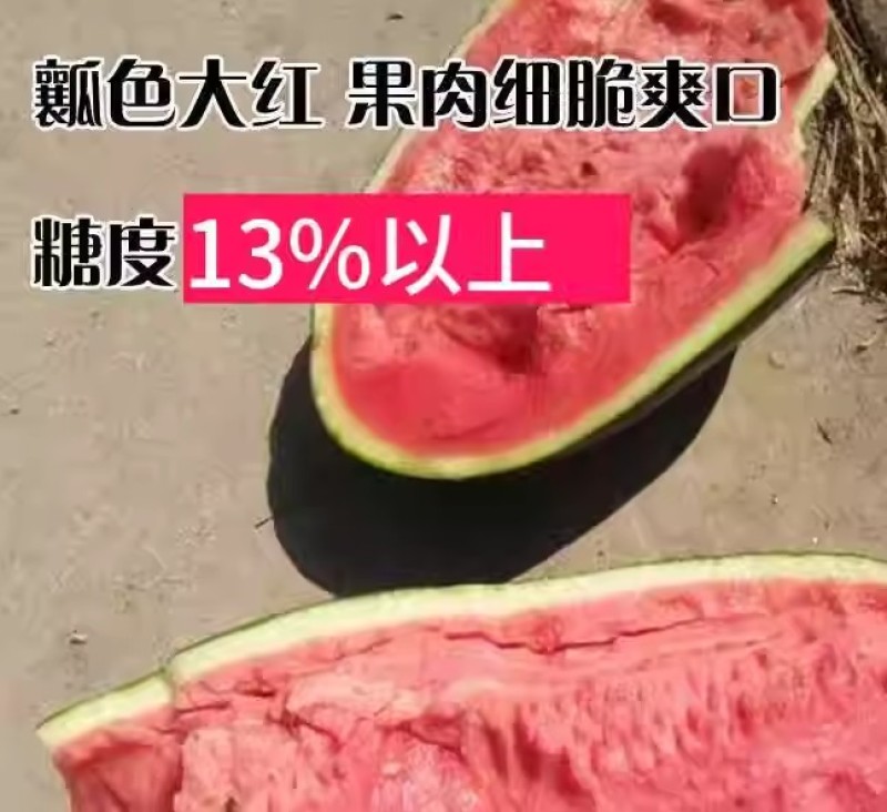 乐农三号懒汉西瓜种子抗重茬免整枝果肉红脆甜多汁