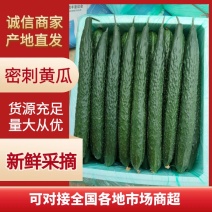 广东湛江徐闻密刺黄瓜一手资源货源充足，供应电商平台和市场