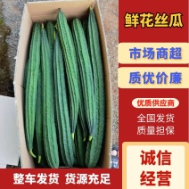 广东精品鲜花丝瓜一手货源量大从优对接全国欢迎采购