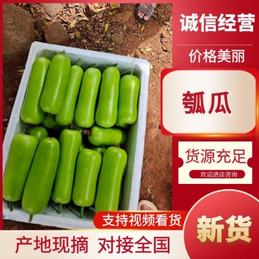 瓠瓜广东湛江徐闻基地直供一手资源，可供应电商和市场
