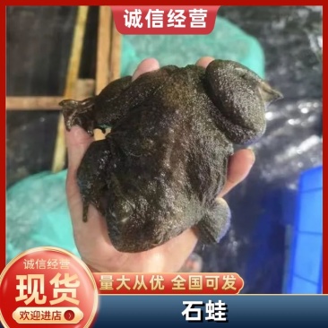 【优选】石蛙保质保量品质保障视频看货诚信经营