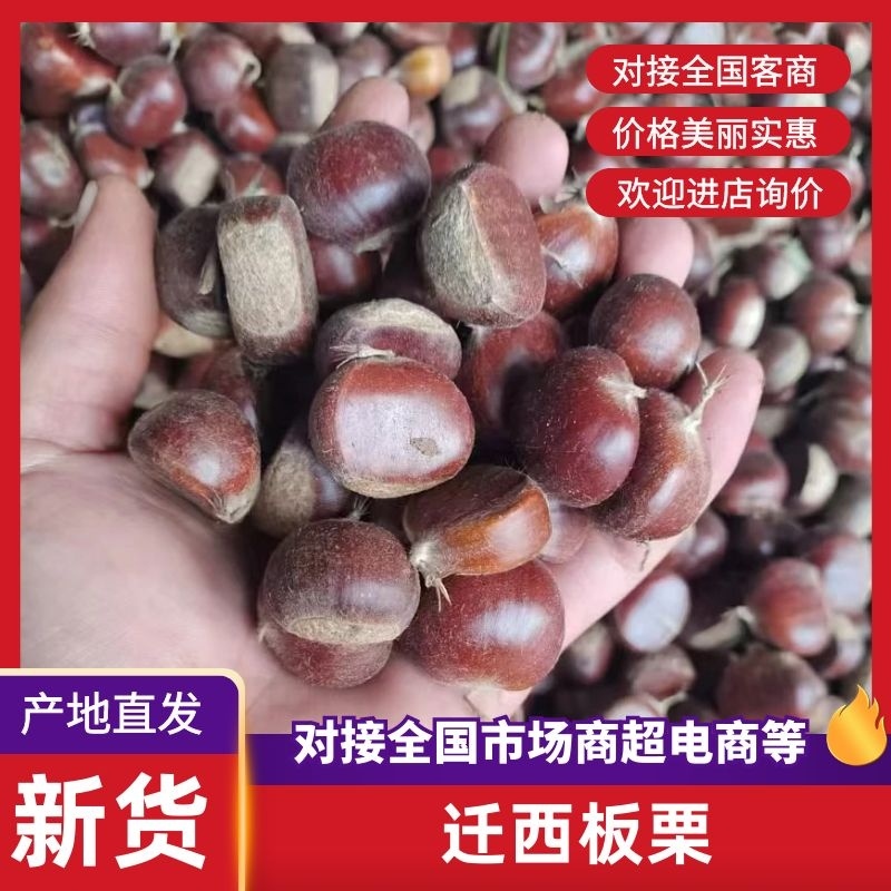 【热卖】板栗各种规格一手货源香甜可口价格美丽欢迎选购