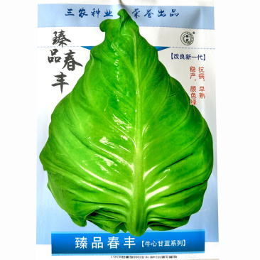 **春丰牛角心甘蓝种子改良一代高产早熟抗病基地选种