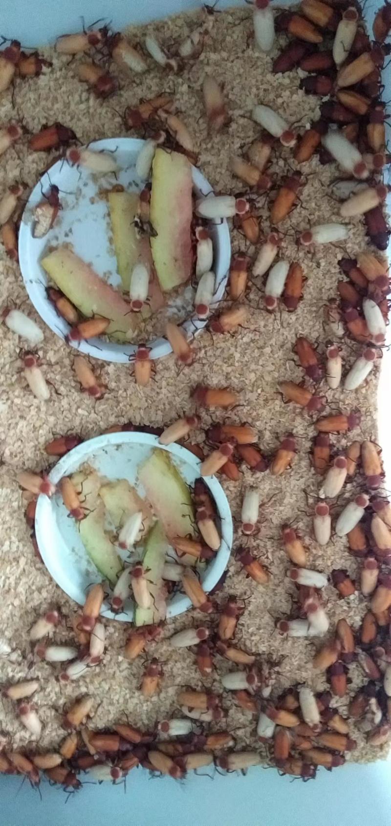 新鲜淮南蛋白虫，营养丰富，健康美味！欢迎致电