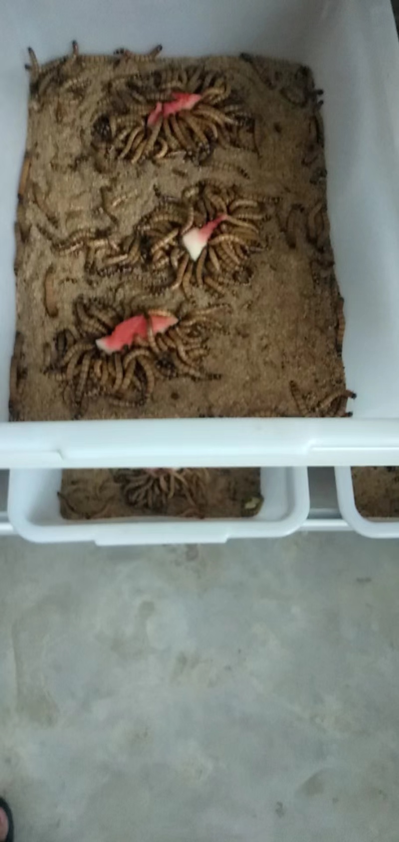 新鲜淮南蛋白虫，营养丰富，健康美味！欢迎致电