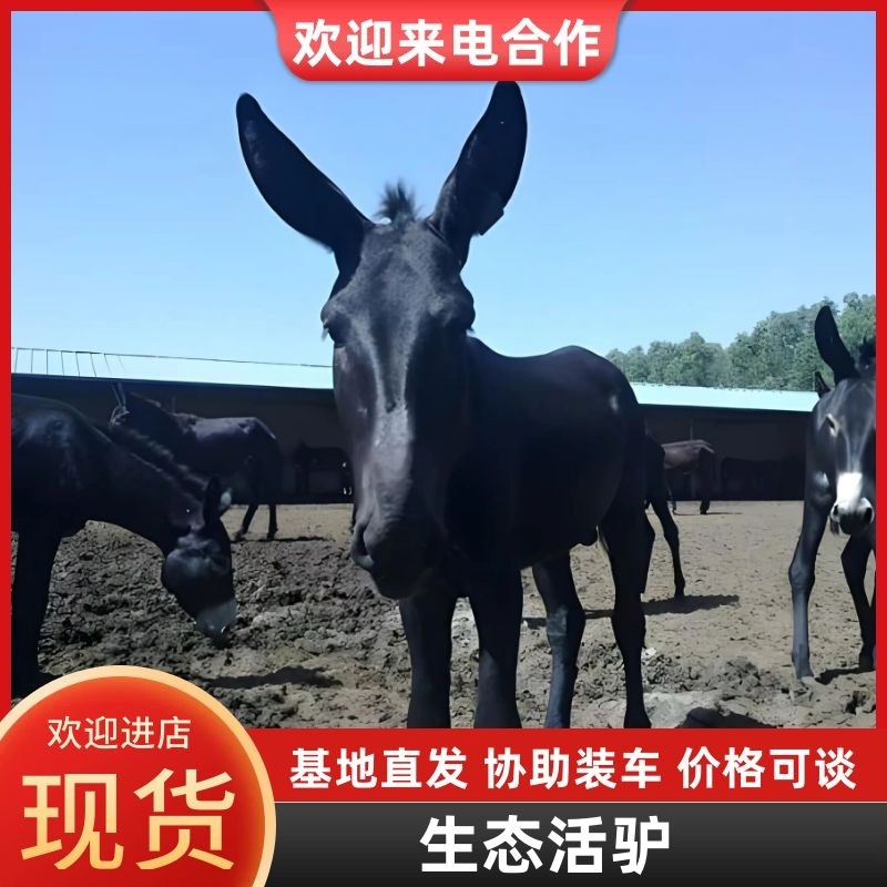 活驴基地直发长期寻求投资合作确保品质全国发货