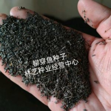 柳穿鱼种子四季易播盆栽花卉小金鱼草种子庭院景观花种子