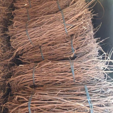 小叶红皮千斤拔产地直发，长期供货，品质保证，价格实惠