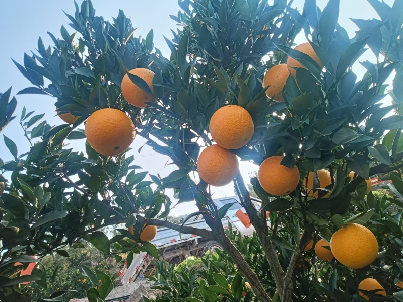 九月红脐橙基地供应量大质优价格优惠欢迎咨询来咨询