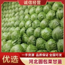 【实力】河北甘蓝一手货源供应市场商超电商量大价优