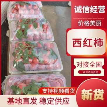 河北衡水西红柿种植基地直发一手货源视频看货稳定供货