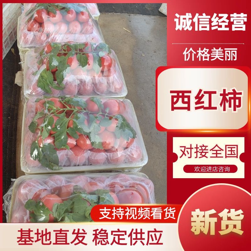 河北衡水西红柿种植基地直发一手货源视频看货稳定供货