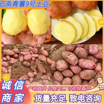 云南土豆特色青薯9号红皮土豆洋芋合作88量大优惠