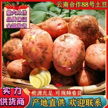 精品云南土豆合作88号洋芋现挖现发货源充足大量现货