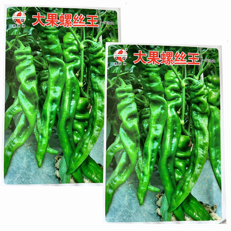 大果螺丝椒种子猪大肠大果型膨胀快挂果多
