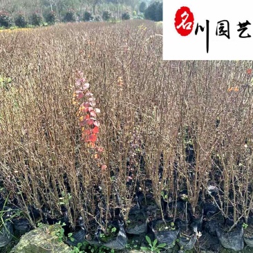 红叶小檗柴叶小檗杯苗成都红叶小檗批发一手货源量大价优