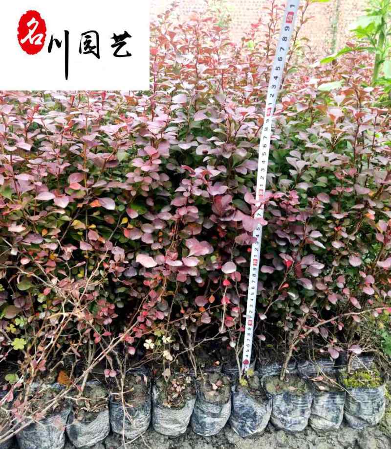 红叶小檗柴叶小檗杯苗成都红叶小檗批发一手货源量大价优