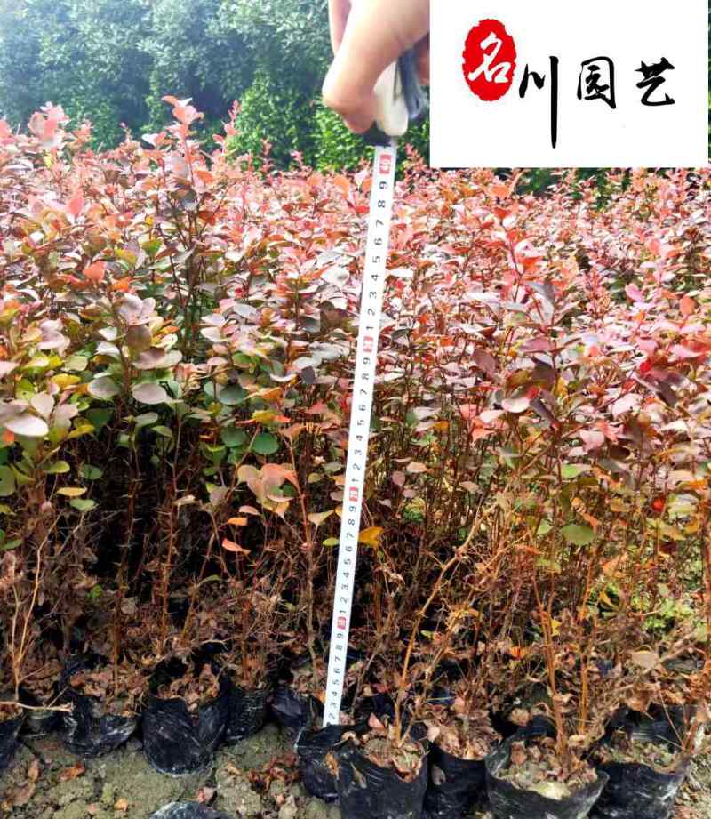 红叶小檗柴叶小檗杯苗成都红叶小檗批发一手货源量大价优